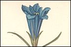 Klokke-ensian i Flora Danica 1766