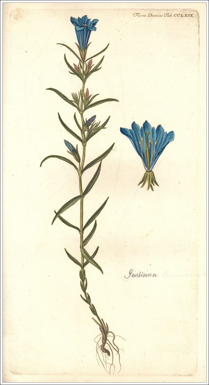 Klokke-Ensian i Flora Danica 1766