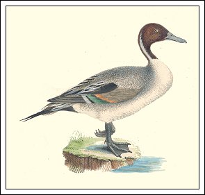 Spidsand. Efter Niels Kjærbllings Ornithologia Danica. Danmarks fugle 1851