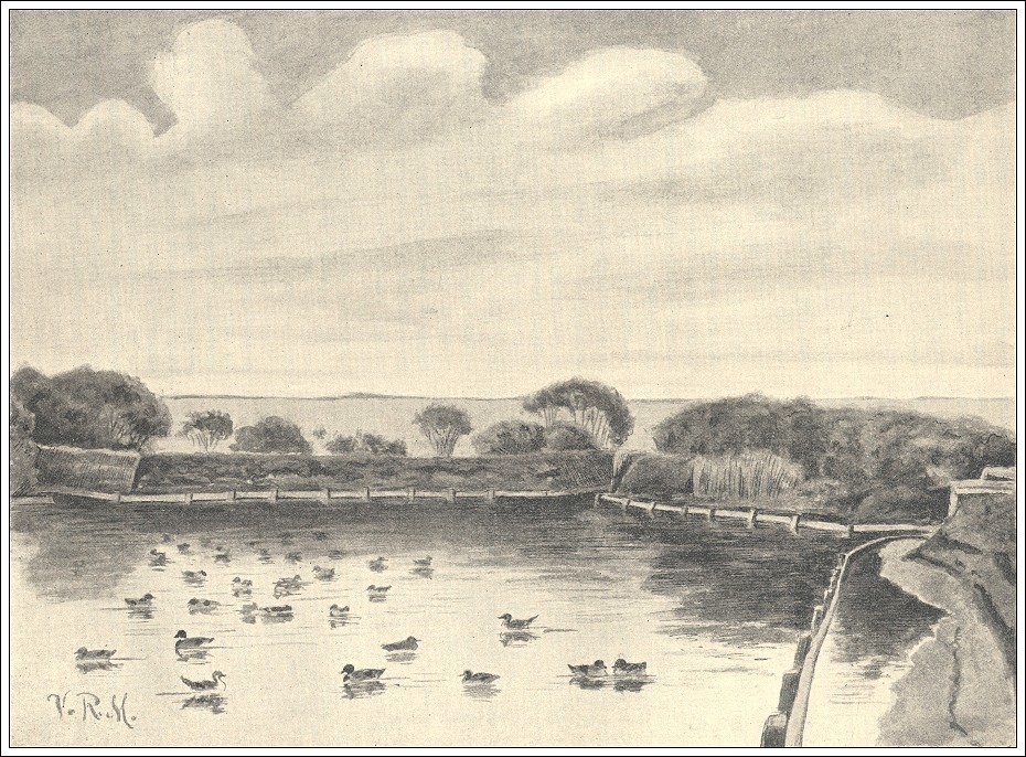 Fuglekøje på Fanø 1907