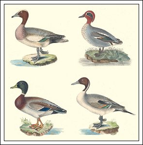 Fire ænder gengivet i Niels Kjærbøllings Danmarks fugle fra 1851