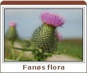 Fanøs flora